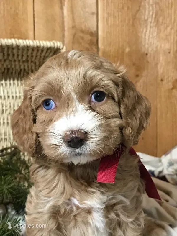 Joyous, a female Cockapoo for sale in Malone, NY – Photo 1 of 2