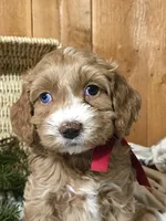 Joyous, a female Cockapoo for sale in Malone, NY – Photo 1 of 2
