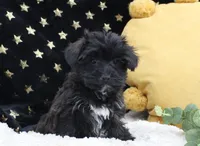 Zara, a female Bichon Frise and Yorkshire Terrier for sale in Malone, NY – Photo 1 of 4