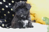 Zara, a female Bichon Frise and Yorkshire Terrier for sale in Malone, NY – Photo 4 of 4