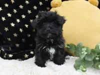 Zara, a female Bichon Frise and Yorkshire Terrier for sale in Malone, NY – Photo 2 of 4