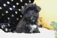 Zara, a female Bichon Frise and Yorkshire Terrier for sale in Malone, NY – Photo 3 of 4