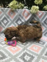 Poppy, a female Lhasa Apso for sale in Malone, NY – Photo 3 of 3