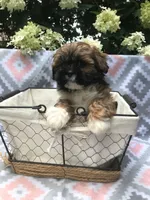 Poppy, a female Lhasa Apso for sale in Malone, NY – Photo 1 of 3