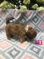 Poppy, a female Lhasa Apso for sale in Malone, NY – Photo 2 of 3