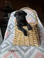Pepper, a male Pug for sale in Malone, NY – 1 of 1