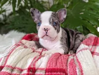 Coco, a male Frenchton for sale in Malone, NY – Photo 1 of 5