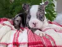 Coco, a male Frenchton for sale in Malone, NY – Photo 3 of 5