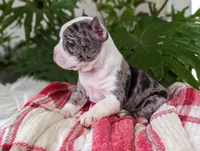 Coco, a male Frenchton for sale in Malone, NY – Photo 5 of 5