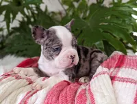 Coco, a male Frenchton for sale in Malone, NY – Photo 2 of 5