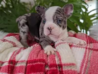 Coco, a male Frenchton for sale in Malone, NY – Photo 4 of 5
