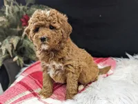 Kip, a male Miniature Goldendoodle for sale in Malone, NY – Photo 6 of 6