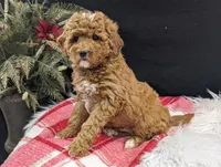 Kip, a male Miniature Goldendoodle for sale in Malone, NY – Photo 3 of 6