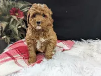 Kip, a male Miniature Goldendoodle for sale in Malone, NY – Photo 1 of 6