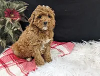 Kip, a male Miniature Goldendoodle for sale in Malone, NY – Photo 2 of 6