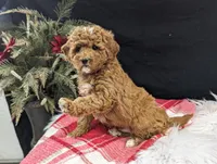 Kip, a male Miniature Goldendoodle for sale in Malone, NY – Photo 4 of 6