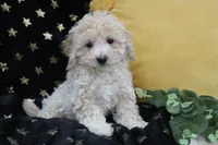 Solly, a male Shihpoo for sale in Malone, NY – Photo 3 of 4