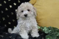 Solly, a male Shihpoo for sale in Malone, NY – Photo 2 of 4