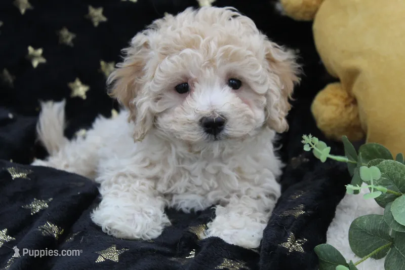 Solly, a male Shihpoo for sale in Malone, NY – Photo 1 of 4