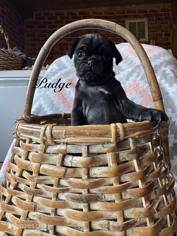 Pudge – Pug puppy for sale in Malone, NY