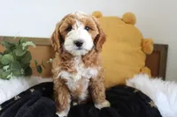 Maisey, a female Miniature Goldendoodle for sale in Malone, NY – Photo 3 of 4