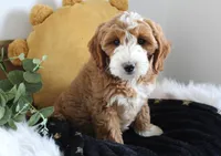 Maisey, a female Miniature Goldendoodle for sale in Malone, NY – Photo 4 of 4