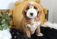 Maisey, a female Miniature Goldendoodle for sale in Malone, NY – Photo 1 of 4