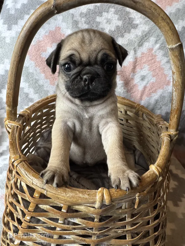 Paisley – Pug puppy for sale in Malone, NY