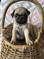 Paisley, a male Pug for sale in Malone, NY – 1 of 1