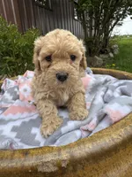 Monte, a male Bichpoo for sale in Malone, NY – 1 of 2