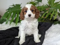 Mia, a female Cavapoo for sale in Malone, NY – Photo 4 of 4