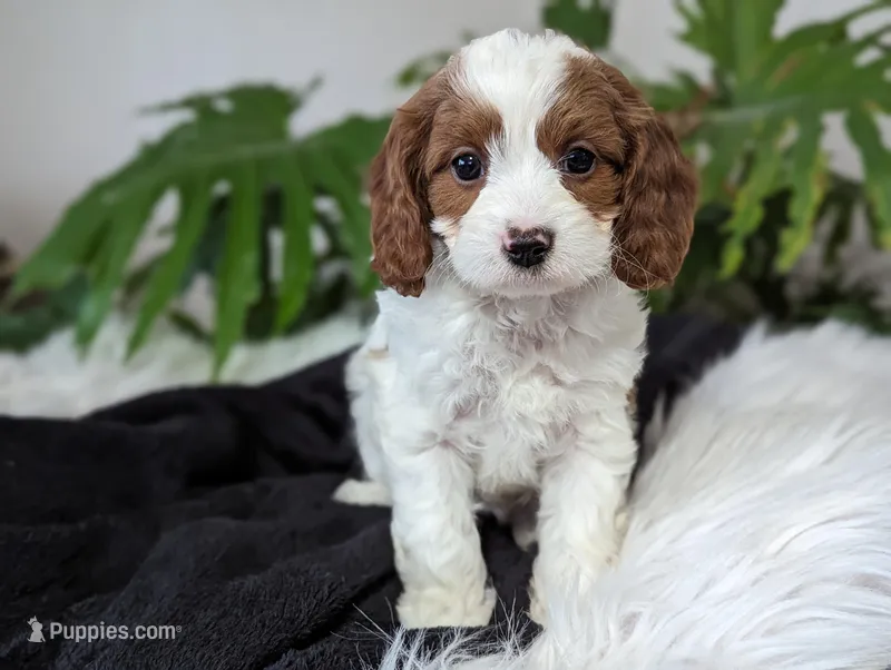 Mia, a female Cavapoo for sale in Malone, NY – Photo 1 of 4