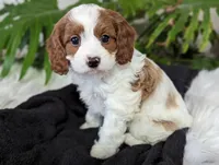 Mia, a female Cavapoo for sale in Malone, NY – Photo 2 of 4