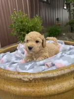 Murphy, a male Bichpoo for sale in Malone, NY – 2 of 2