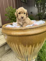 Max, a male Bichpoo for sale in Malone, NY – 2 of 2