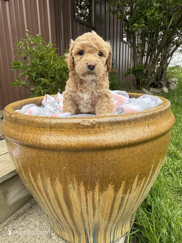 Max – Bichpoo puppy for sale in Malone, NY