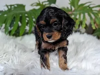 Misty, a female Cavapoo for sale in Malone, NY – Photo 3 of 4