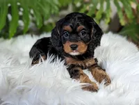 Misty, a female Cavapoo for sale in Malone, NY – Photo 1 of 4