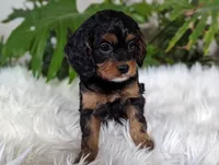 Misty, a female Cavapoo for sale in Malone, NY – Photo 2 of 4