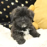 Zilly, a male Bichon Frise and Yorkshire Terrier for sale in Malone, NY – Photo 1 of 3