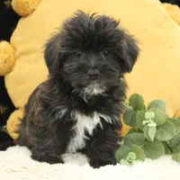 Zilly, a male Bichon Frise and Yorkshire Terrier for sale in Malone, NY – Photo 3 of 3