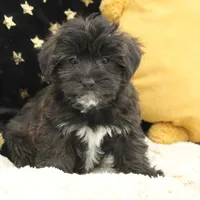 Zilly, a male Bichon Frise and Yorkshire Terrier for sale in Malone, NY – Photo 2 of 3