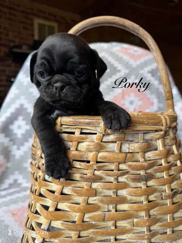Porky – Pug puppy for sale in Malone, NY