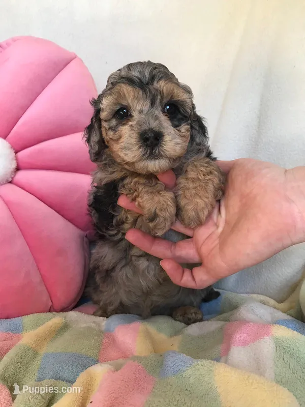 Grant, a male Eskipoo for sale in Malone, NY – Photo 1 of 5