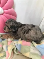 Grant, a male Eskipoo for sale in Malone, NY – Photo 5 of 5
