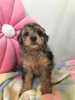 Grant, a male Eskipoo for sale in Malone, NY – Photo 3 of 5