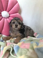 Grant, a male Eskipoo for sale in Malone, NY – Photo 4 of 5