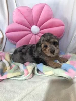Grant, a male Eskipoo for sale in Malone, NY – Photo 2 of 5