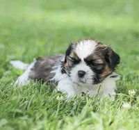 Lincoln, a male Shih Tzu for sale in Chambersburg, PA – 6 of 9