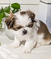 Buddy, a male Shih Tzu for sale in Chambersburg, PA – Photo 1 of 3